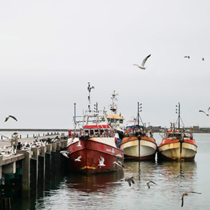 Fish for Good - Afrique du Sud