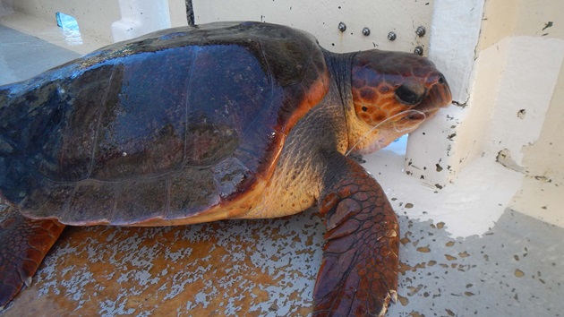La Réunion : Réduire les captures accidentelles de tortues