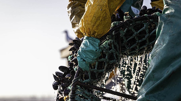 Le MSC Improvement Program