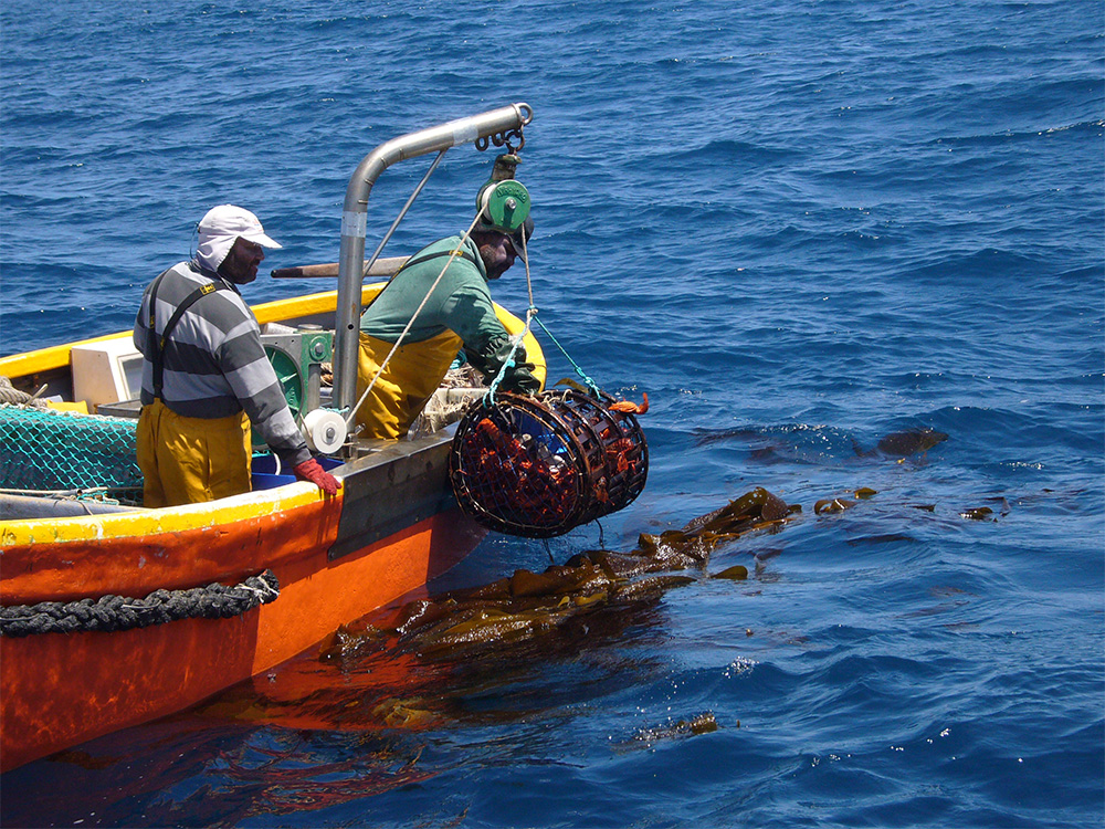 pêcheurs de langouste