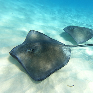 Un projet innovant de marquage des raies pastenagues violettes