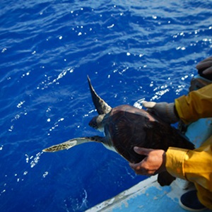 Protection des tortues marines à La Réunion
