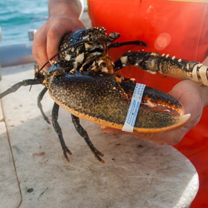 Le référentiel MSC pêche durable