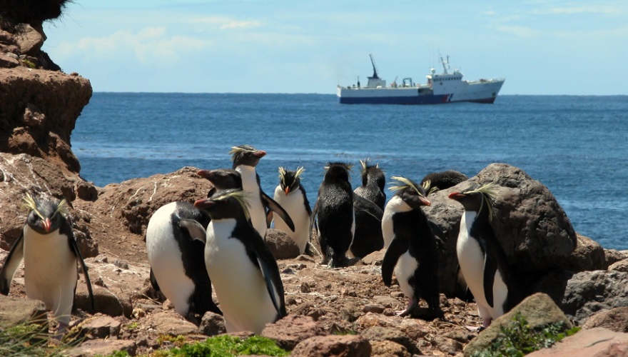 saint-paul-penguins-fr