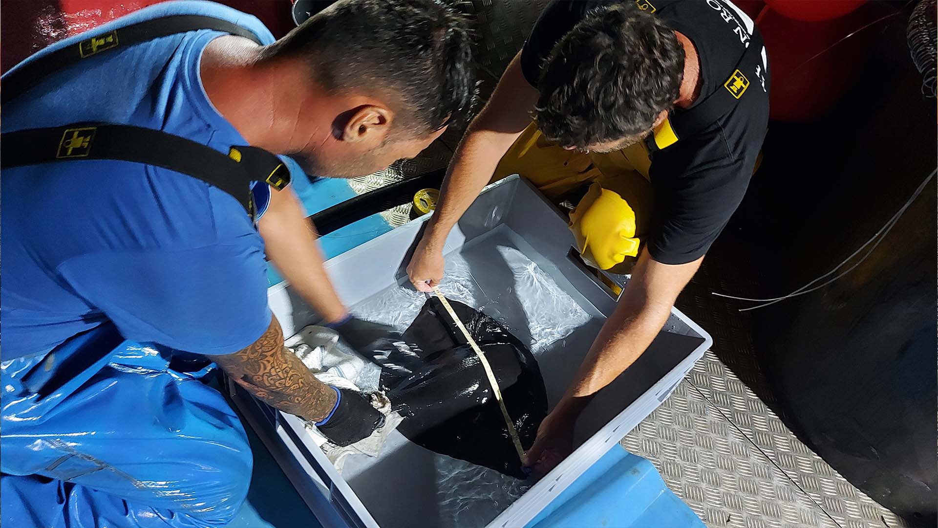 pêcheurs prenant soin d'une raie avant de la relâcher dans la mer