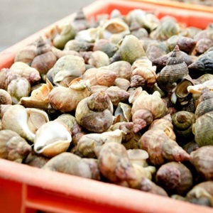 Bulots, vierge de potimarron et châtaignes