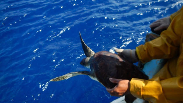 La Réunion : Réduire les captures accidentelles de tortues