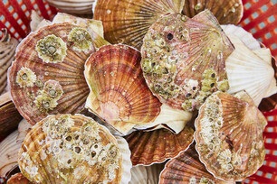 Pêcherie de coquilles Saint-Jacques à la drague de la baie de Saint-Brieuc