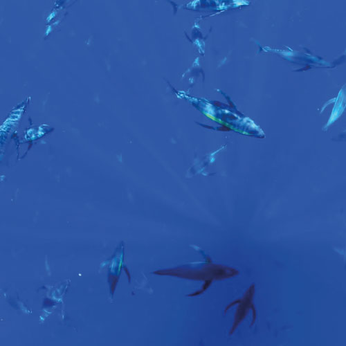 appats_artificiels_thon_australie