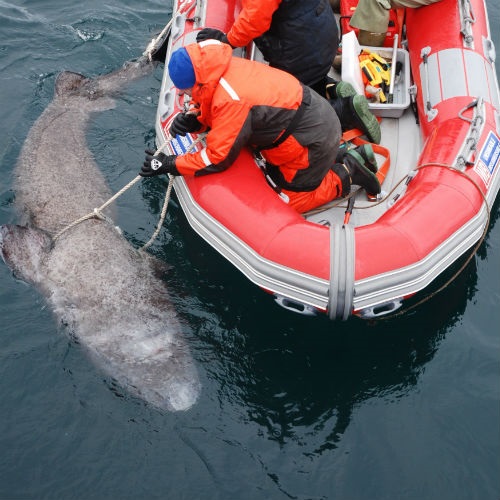 Researchers on a small boat red are tagging a greenland shark