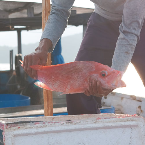 marqueurs_genetiques_vivaneaux marqueurs_genetiques_vivaneaux