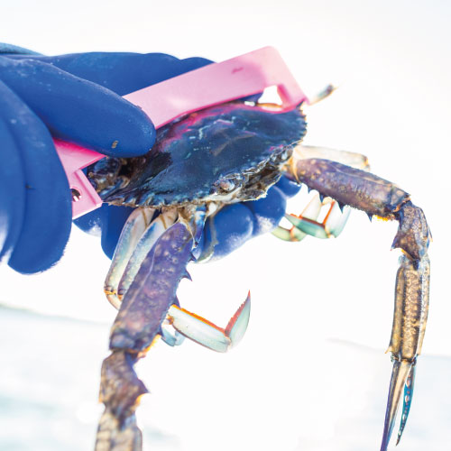 modeles_climatiques_survie_crabes modeles_climatiques_survie_crabes