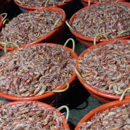 peche_crevettes_kerala peche_crevettes_kerala