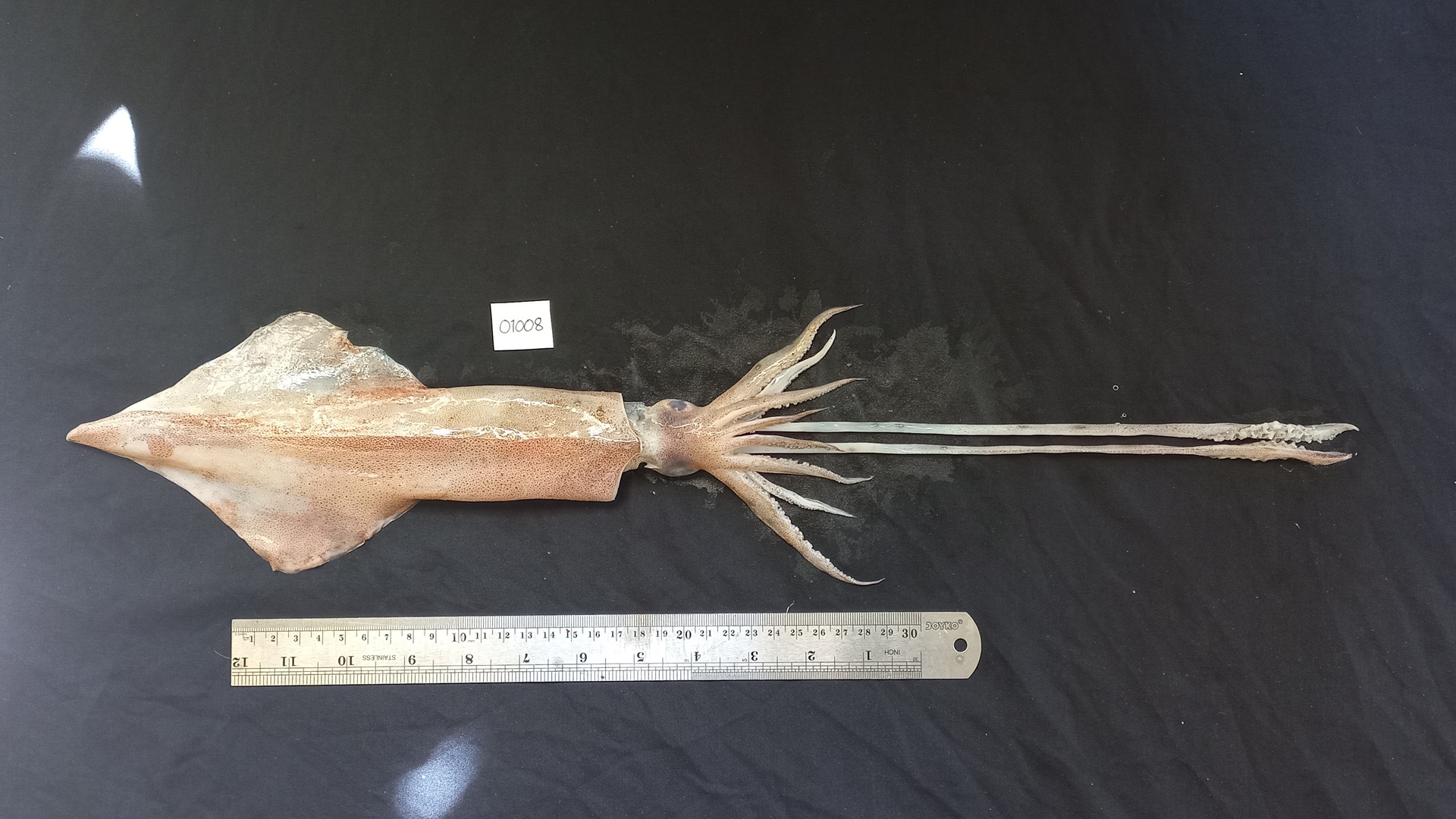 OSF 05 Uroteuthis chinensis from the northern waters of Java