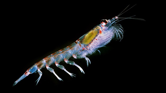 Antarctic krill