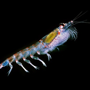 Antarctic Krill Fishery