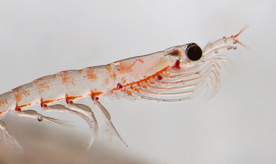 Antarctic Krill Fishery Slides