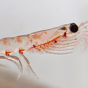 Antarctic Krill Fishery Worksheet