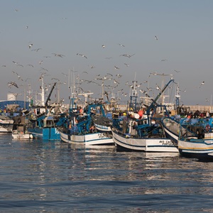 The return of Iberian sardines: Resetting a cultural symbol for a sustainable future