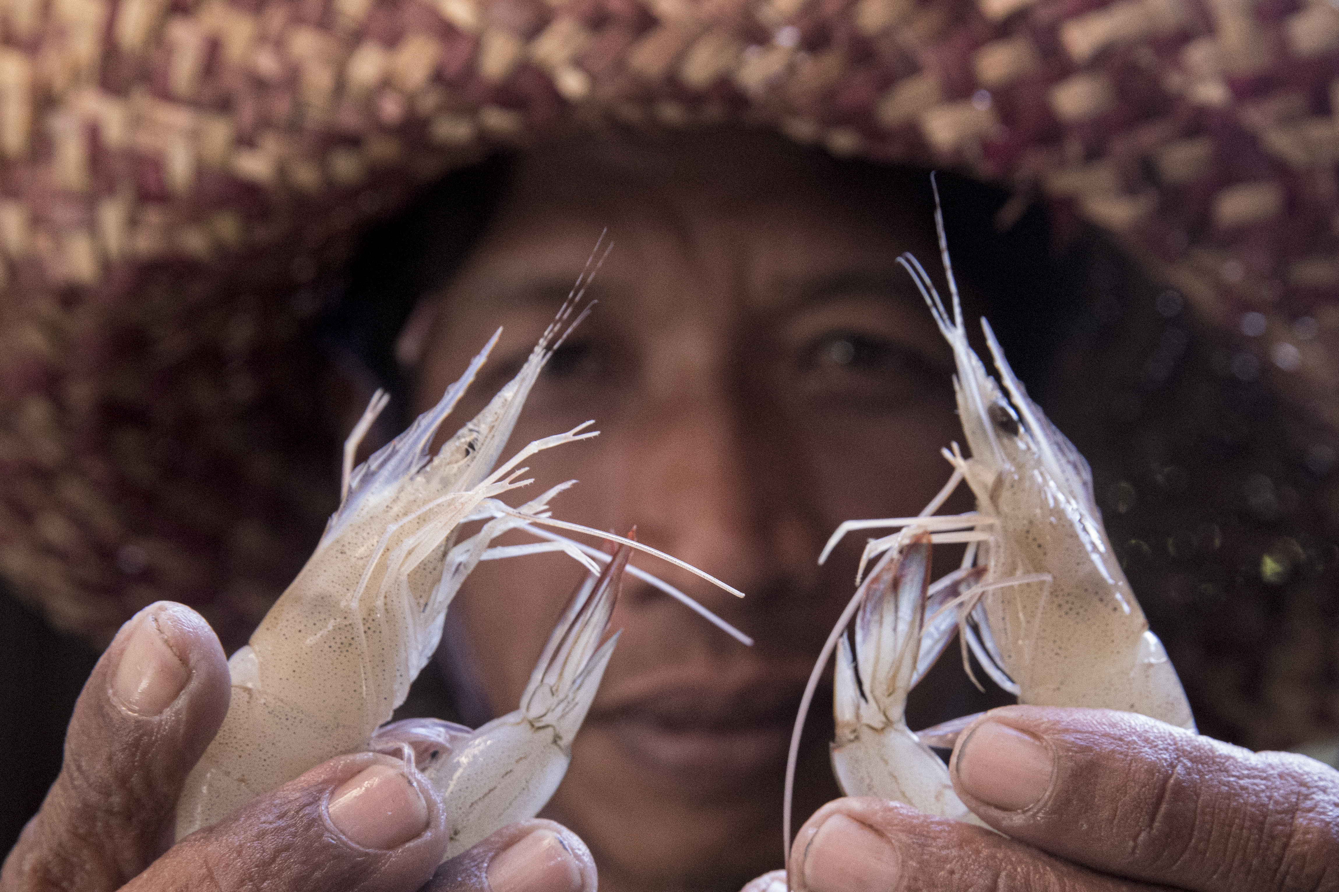 Kotabaru Shrimp (MoU Journey 2022)