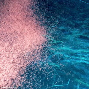 Antarctic Krill: From Whale Food to Omega-3 Supplements