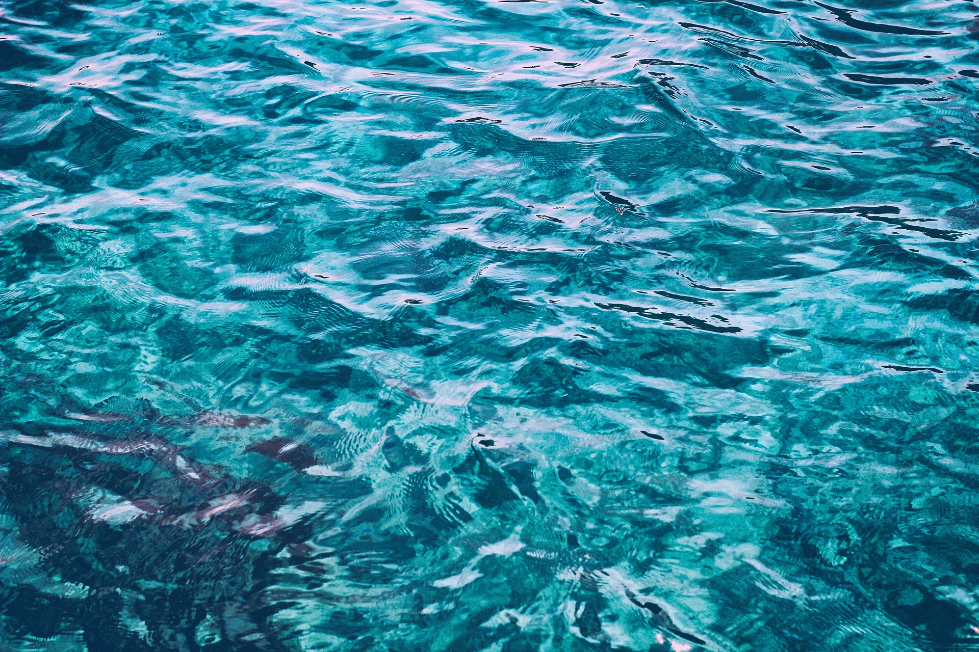 Celebrating ocean stewardship through seafood and fashion