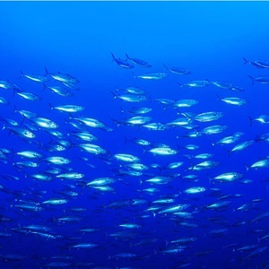 2 Maggio 2024  - Giornata mondiale del tonno - Il tonno certificato MSC porta la sostenibilità in prima linea
