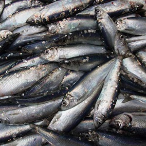 Anche i pesci soffrono il caldo: gli effetti dell’innalzamento delle temperature delle acque marine