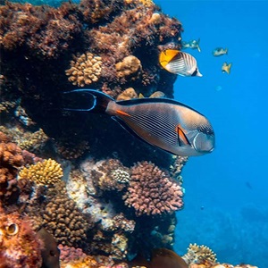 Perchè è importante proteggere il mare