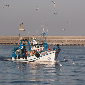 Aperta una consultazione di 60 giorni sulle proposte di miglioramento del programma MSC per la pesca