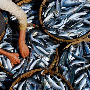 Nutrire il mondo con i Blue Food: il ruolo della pesca sostenibile nella lotta alla fame nel mondo