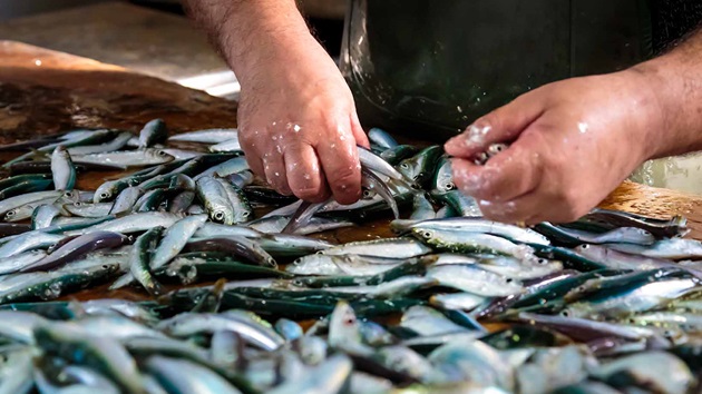 COS’È LA PESCA ECCESSIVA?