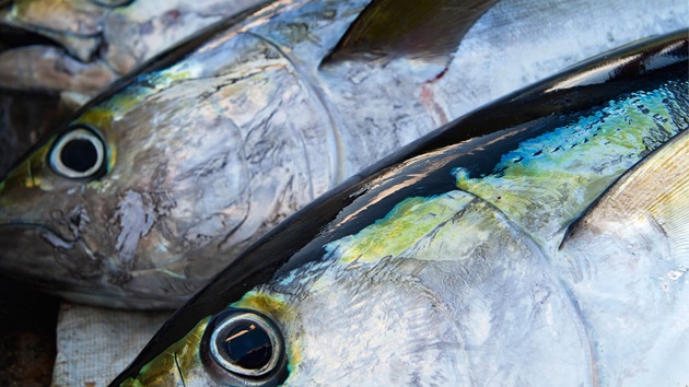 Guida al tonno sostenibile 2024