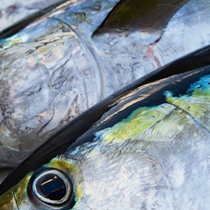 Cresce l’offerta di tonno certificato MSC: è sempre più facile fare la scelta giusta