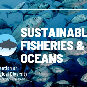 Il significato del nuovo rapporto delle Nazioni Unite sulla biodiversità per la pesca sostenibile 