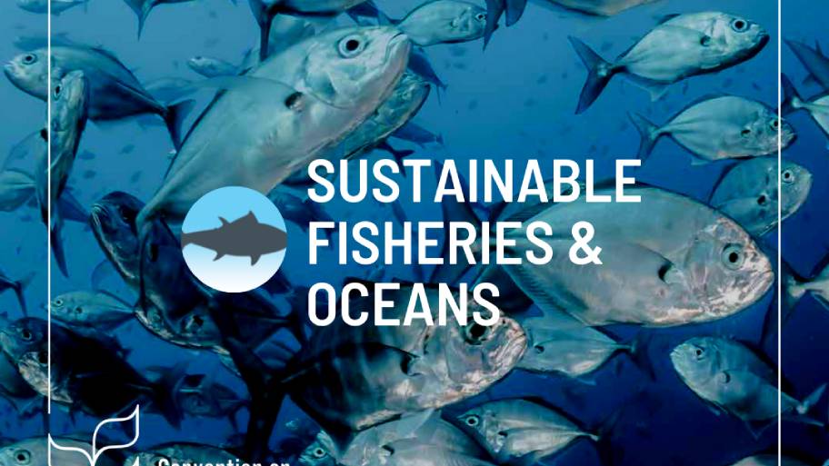 Il significato del nuovo rapporto delle Nazioni Unite sulla biodiversità per la pesca sostenibile 