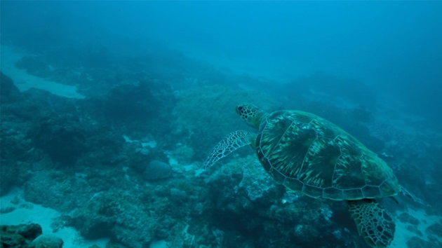 Pesca sostenibile e tutela della biodiversità