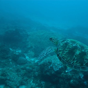 Proteggere la biodiversità marina: nella Giornata Mondiale dell’Oceano, 5 esempi per conoscere meglio le pratiche di pesca sostenibili.
