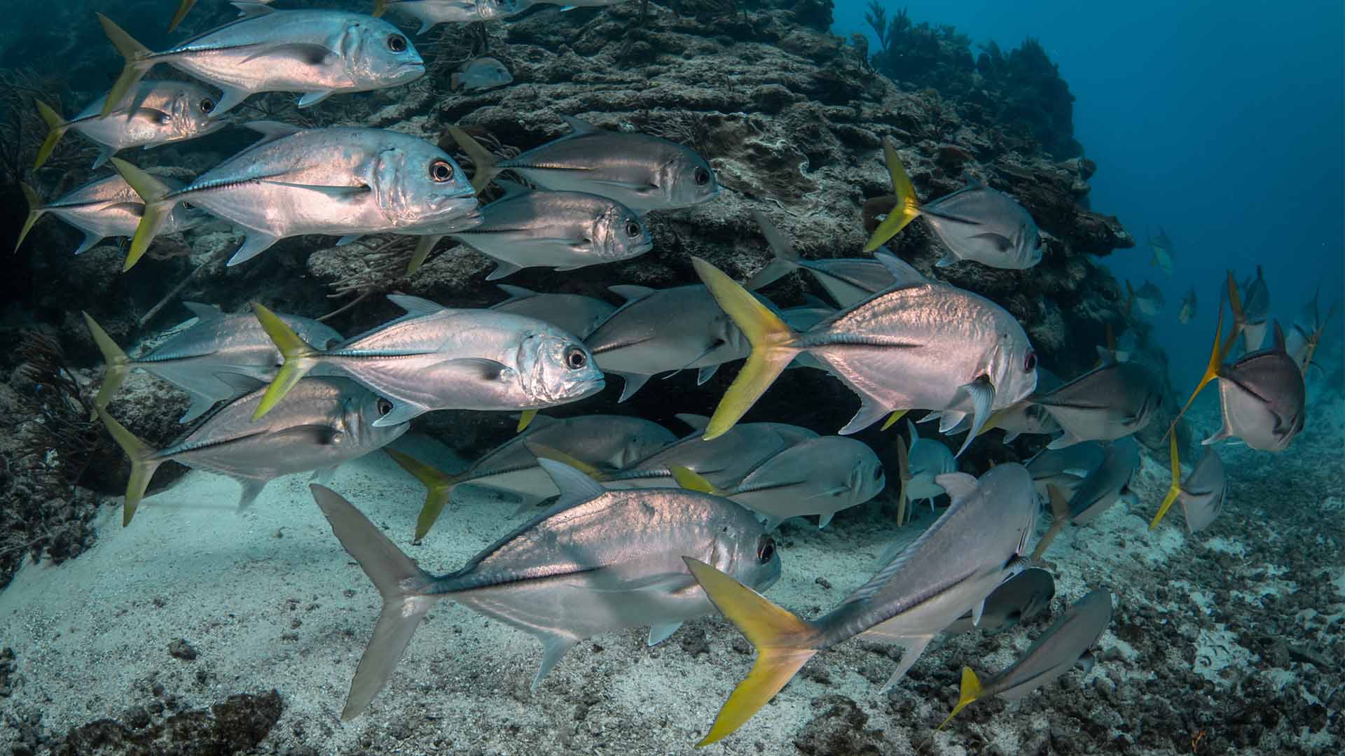 Il cambiamento climatico mette a rischio la gestione sostenibile della pesca di tonno e altre specie migratorie, secondo un nuovo studio