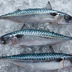 Allarme sgombro nell’oceano Atlantico Nord-orientale: la sopravvivenza della specie è a rischio a causa della pesca eccessiva