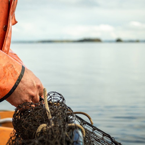 Cos'è la pesca sostenibile