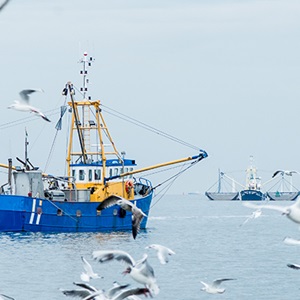 MSC setter nye krav i en oppdatert versjon av Fisheries Certification Process (FCP). 