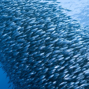 Dia Mundial dos Oceanos 2025