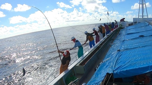 かつお一本釣漁業株式会社：カツオ・ビンナガマグロ一本釣り漁業