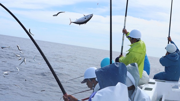 近海かつお一本釣り漁業国際認証取得準備協議会：カツオ・ビンナガマグロ一本釣り漁業