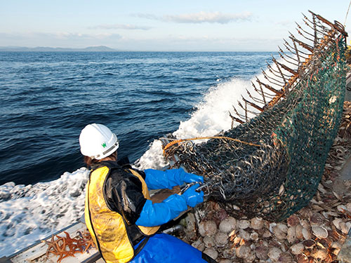 北海道漁業協同組合連合会のホタテガイ漁業が船上で水揚げする様子