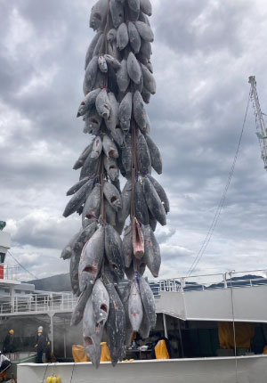 福一漁業のマグロ水揚げ風景 福一漁業のマグロ水揚げ風景