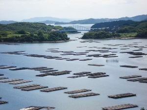 マルト水産のカキ漁業