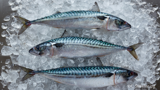 Atlantic mackerel _ c C. Streeter