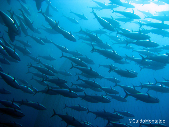 Tuna swimming in the sea